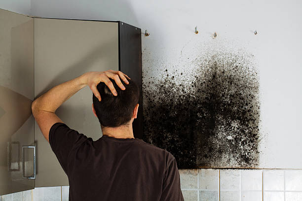 Best Mold Removal for HVAC Installations  in Madison, FL